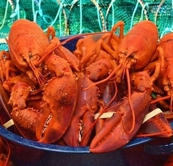*25 FRESH COOKED LOBSTERS - (1.50-1.75 LBS)